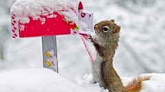 Snow Animals squirrels mail