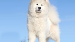 Snow Animals white Dogs samoyed