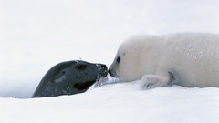 Snow Animals white harp Canada Seals mother