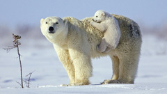 Snow Animals wildlife Polar