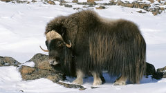 Snow Animals yak