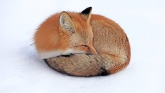 Snow Animals Yukon firefox foxes