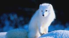 Snow arctic fox foxes
