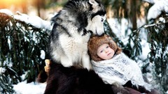 Snow baby Wolves Siberian Husky husky