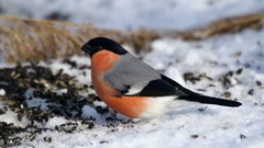 Snow Birds bullfinch