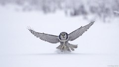 Snow Birds Owls hunting