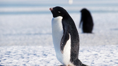 Snow Birds Penguins adelie