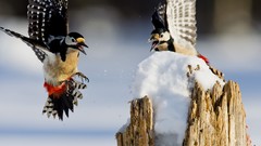 Snow Birds woodpecker