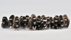 Snow Bulls herds