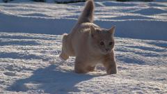 Snow cats Animals cold