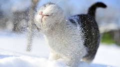 Snow cats Animals outdoors