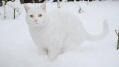 Snow cats cat eyes