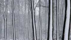 Snow covered forest nature