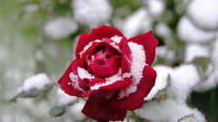 Snow Flowers roses red