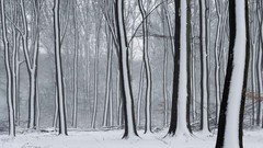Snow forests The Netherlands