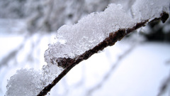 Snow frost