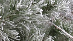 Snow Frozen fir