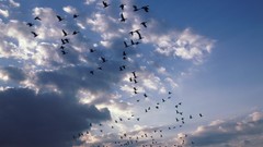 Snow geese new jersey