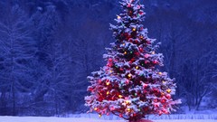 Snow Holidays Christmas outdoors christmas tree Christmas Lights