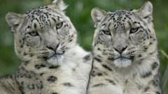 Snow leopards
