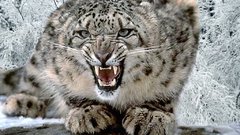 Snow leopards
