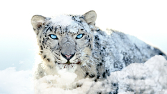 Snow leopards