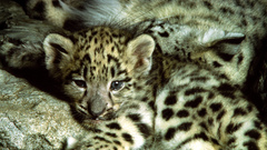 Snow leopards cubs