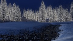 Snow pine trees
