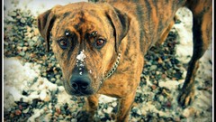 Snow Puppies Dogs pitbull rocks