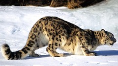 Snow snow leopards