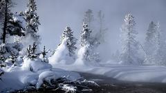 Snow snowy trees Landscapes