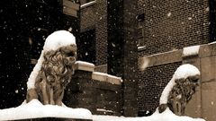 Snow statues Lions