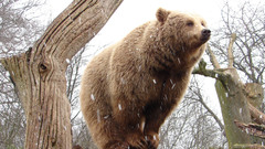 Snow Trees Animals Bears