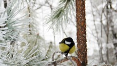 Snow Trees Birds Great