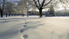 Snow Trees footprint nature