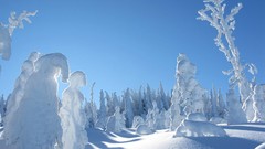 Snow Trees forests Frozen