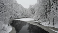 Snow Trees forests snow