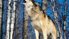 Snow Trees forests Wolves