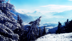 Snow Trees Landscapes nature