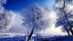 Snow Trees nature at