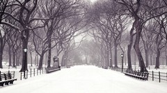 Snow Trees paths winter
