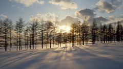 Snow Trees sunlight