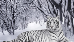 Snow Trees Tigers lying