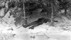 Snow War forests Belgium