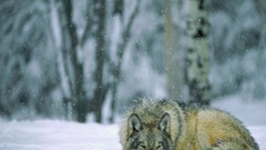 Snow white Animals wildlife