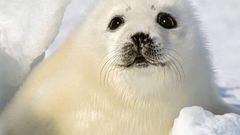 Snow white Seals Animals