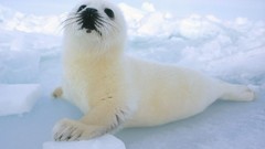 Snow white Seals Animals
