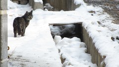 Snow winter Animals cold cats iran Amin Peyrovi