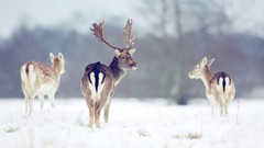 Snow winter Animals deer wild animals fallow deer