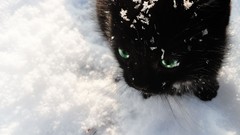 Snow winter black and white cats Black Cat